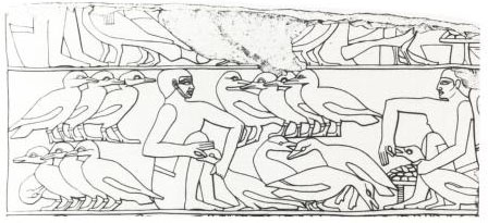 Une fresque égyptienne montrant le gavage des palmipèdes